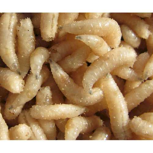 F  проба картинок 10010_main_1