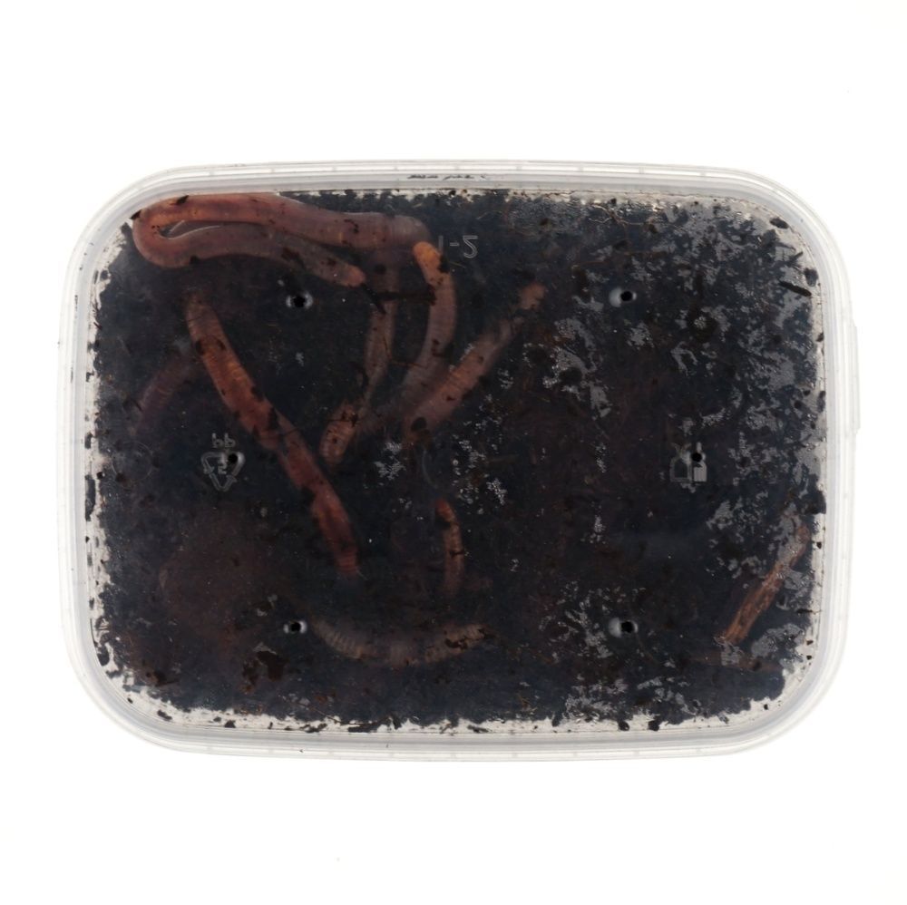 F  проба картинок 100070_main_1