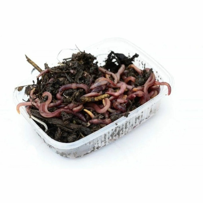 F  проба картинок 100067_main_1