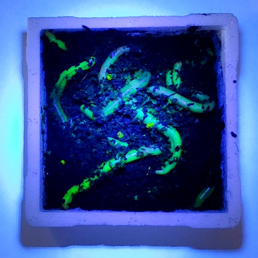 F  проба картинок 100072_3