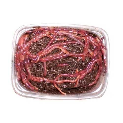 F  проба картинок 10002_main_1