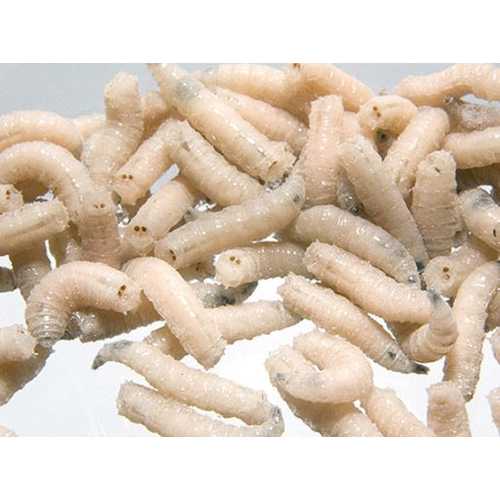 F  проба картинок 10001_main_1