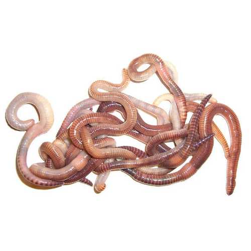 F  проба картинок 100071_main_1