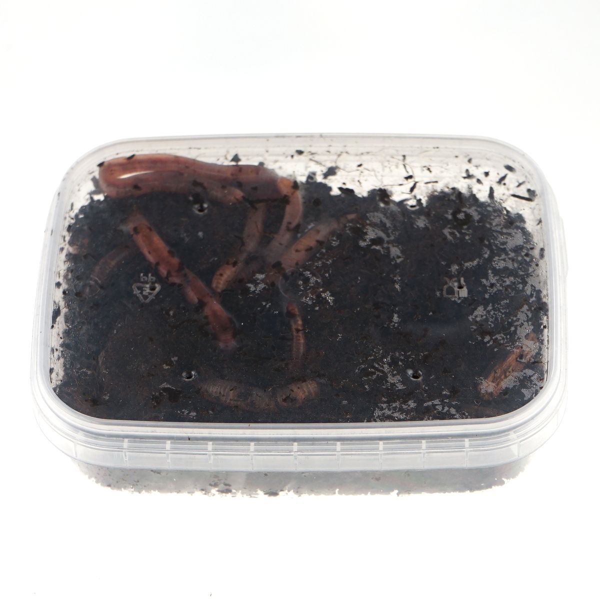 F  проба картинок 100070_2