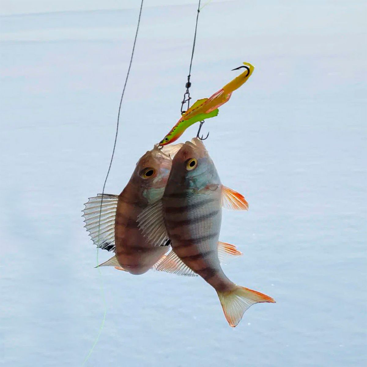 595805_4