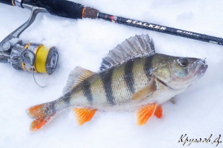 Зимний лайт-ультралайт с резиной AKKOI — статьи о рыбалке и туризме