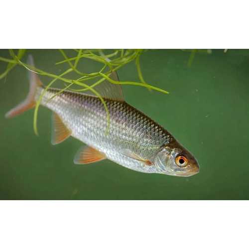 F  проба картинок 100051_main_1