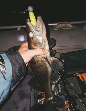 Ночная ловля судака